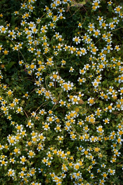 a patch of wildflower in some green shrubs