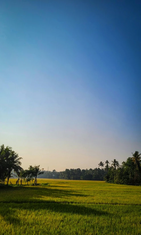 there is a green field with some trees in the background