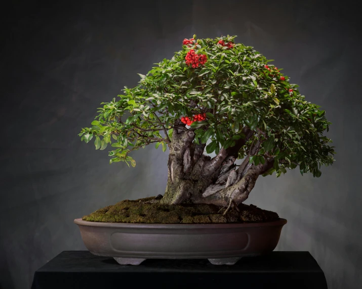 a large green bonsai tree with red flowers