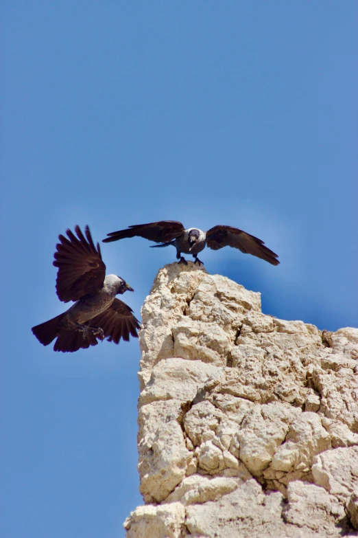 two birds flying around the side of a hill