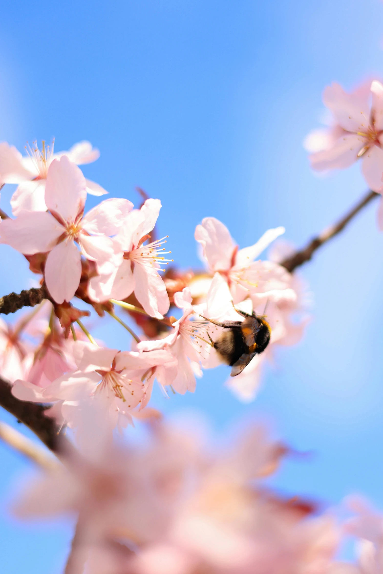 a bee on a flower that is in mid air