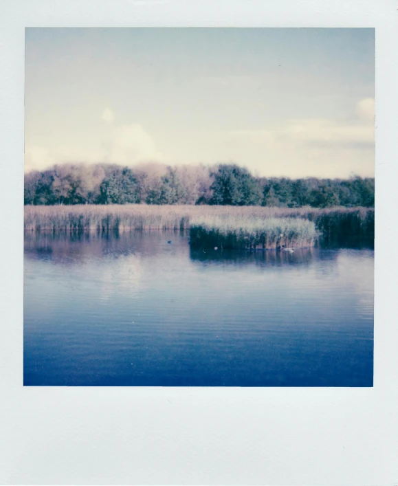 a body of water surrounded by trees and ice