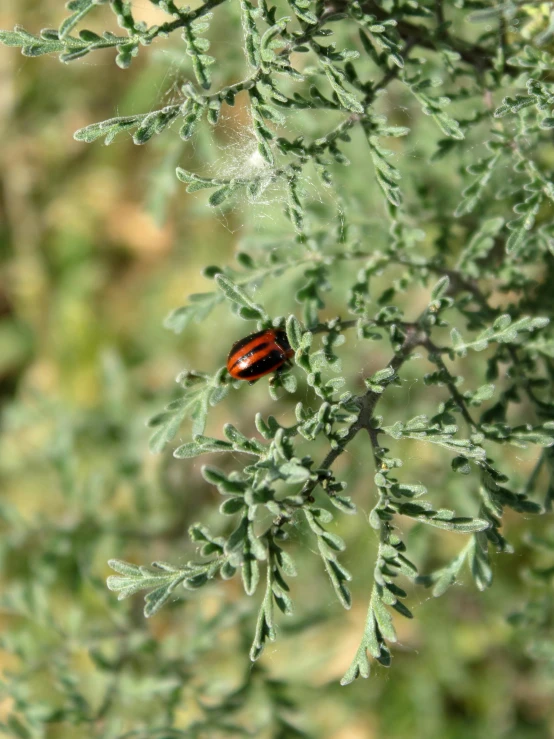 an image of a lady bug on the plant