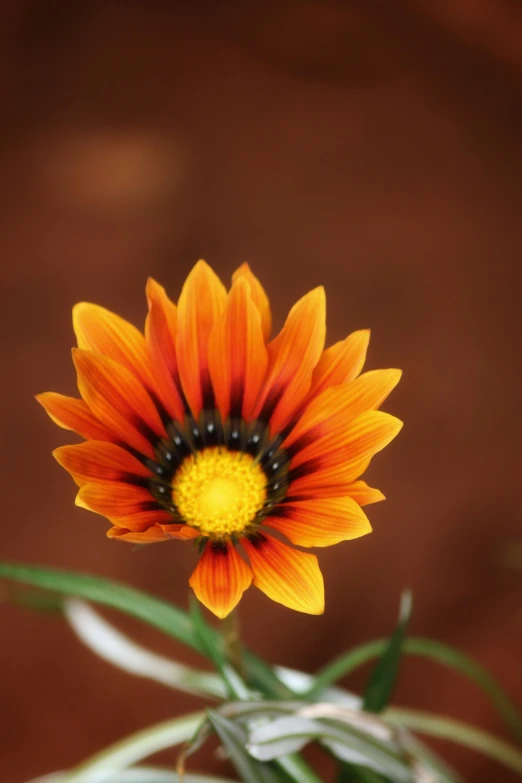 a yellow flower with an orange center