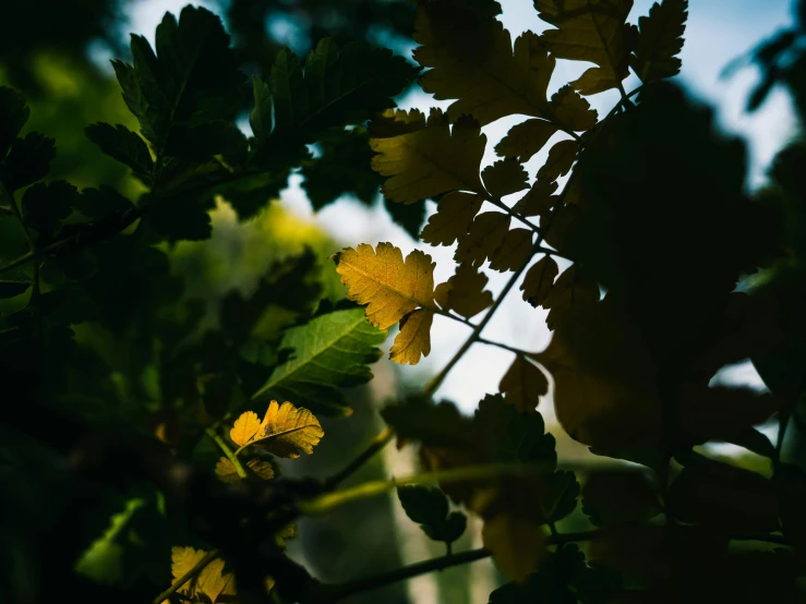 a yellow plant that is hanging off the side of a tree