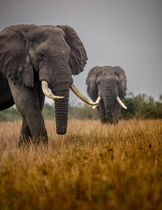 two elephants are walking through the field together