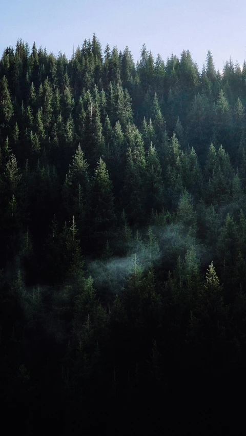 a large forest with many trees and a train on a track in the background