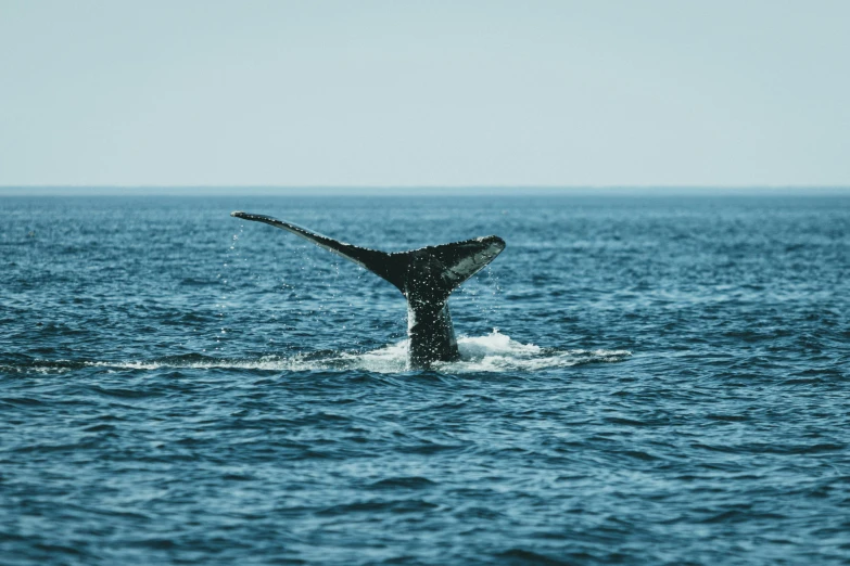 the tail of an animal coming out of the water