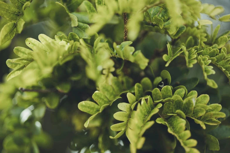 a closeup view of small green leaves