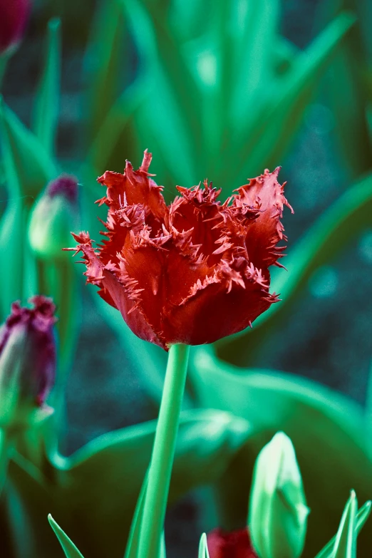 a large red flower sitting in a lush green field