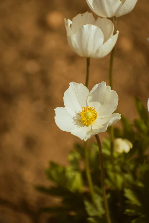 flowers in flower garden on dirt ground