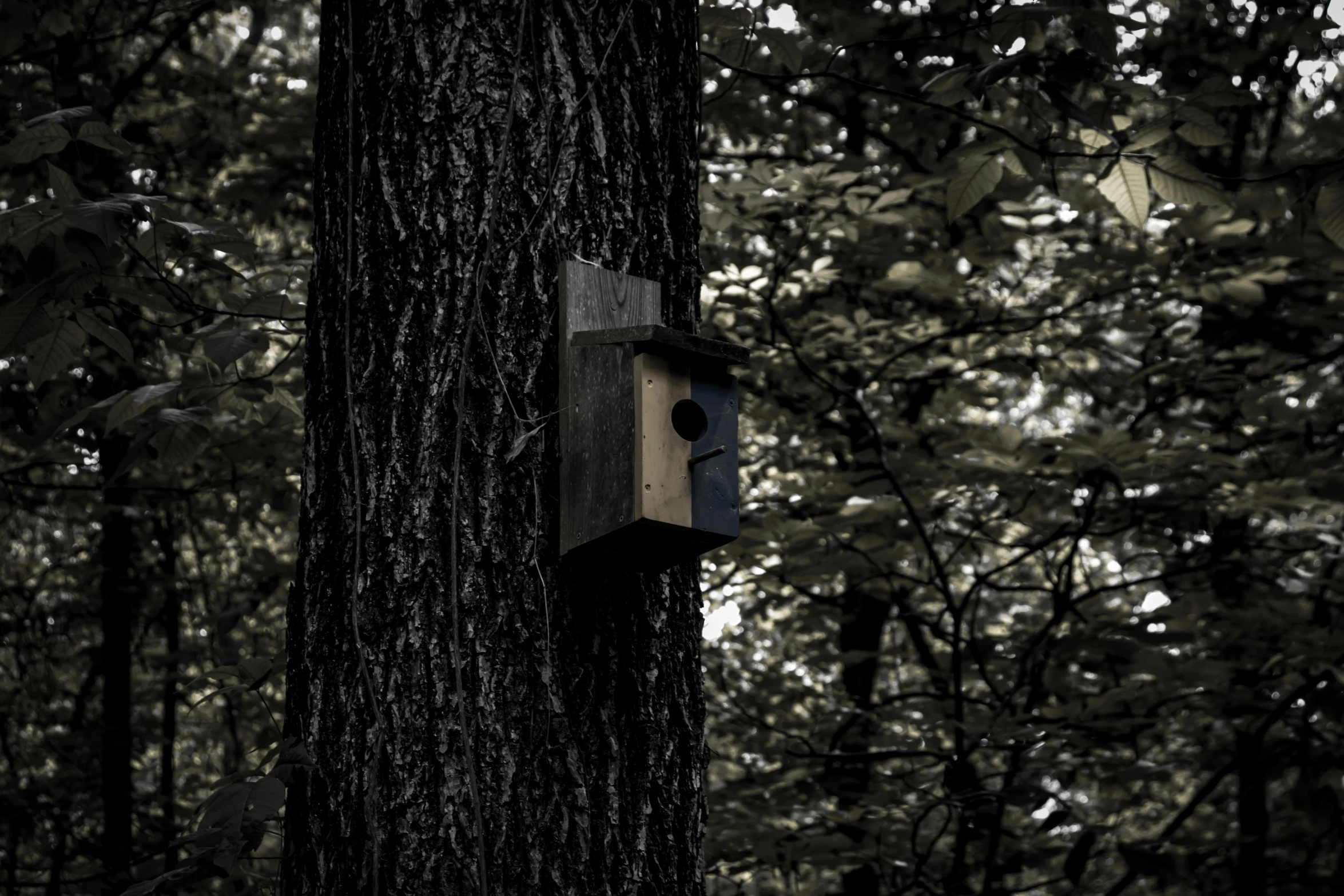 a birdhouse on the side of a tree in the woods