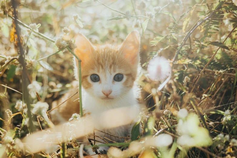 a small kitten is sitting in the grass