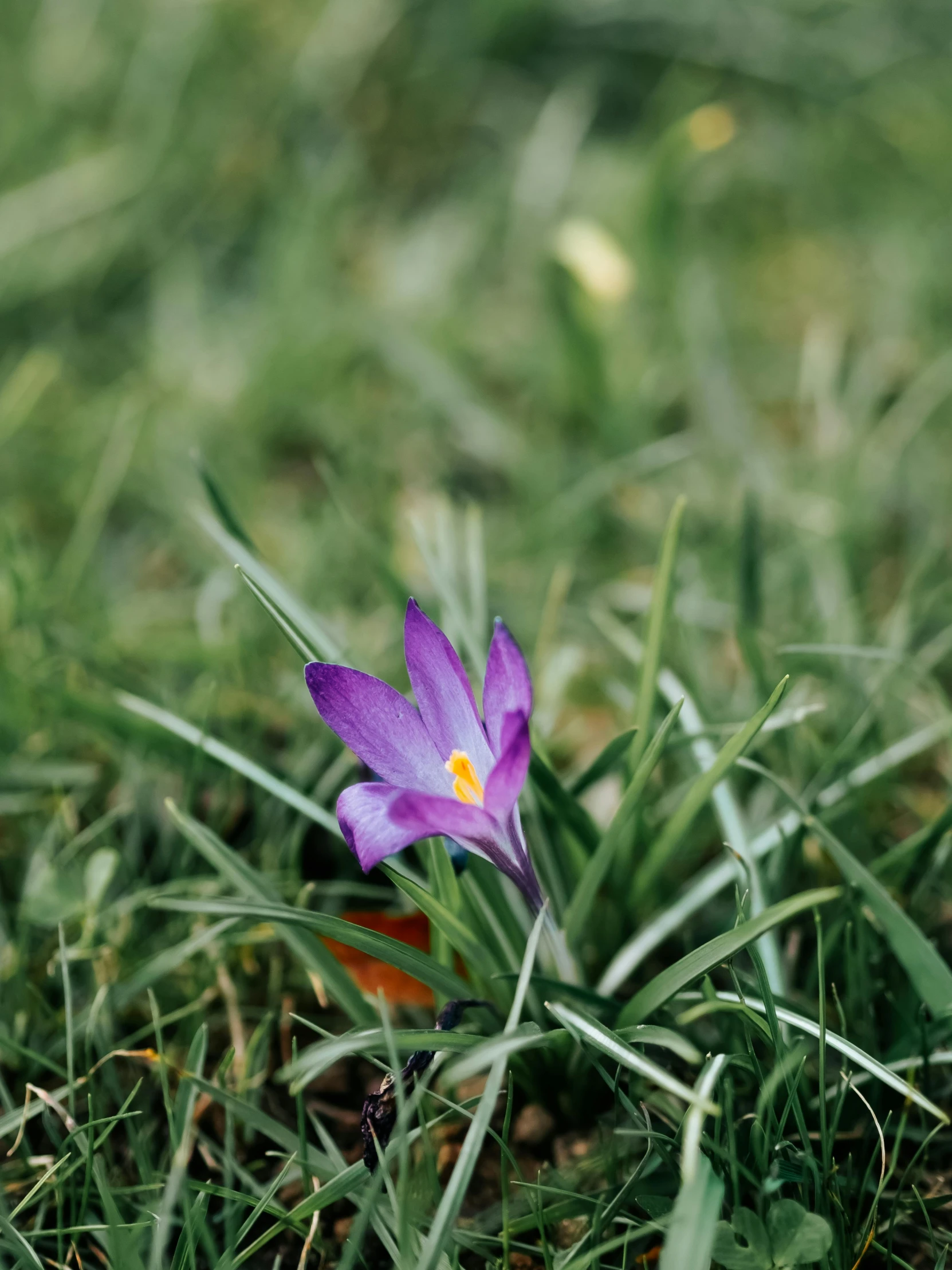 a purple flower that is laying in the grass