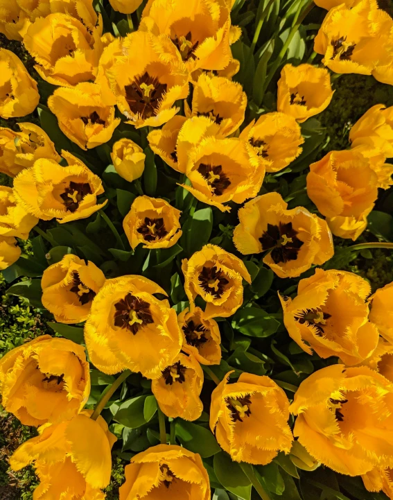 large and small yellow flowers are spread out in a large circle