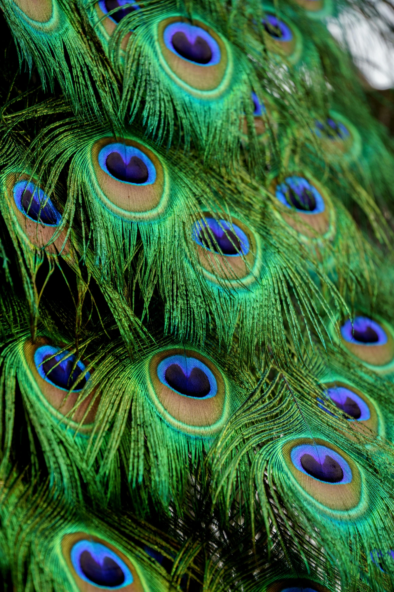 a large peacock's tail is showing and is full of feathers