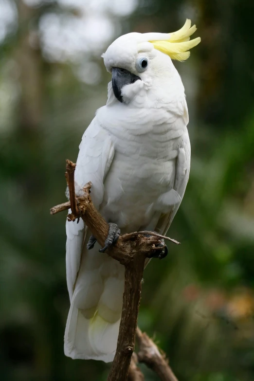 a bird with yellow feathers sitting on a nch