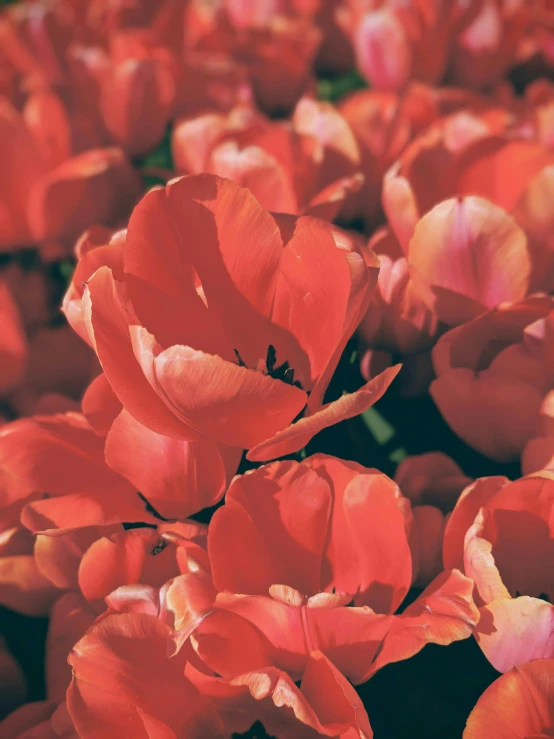 red tulips stand in a bed in a flower garden