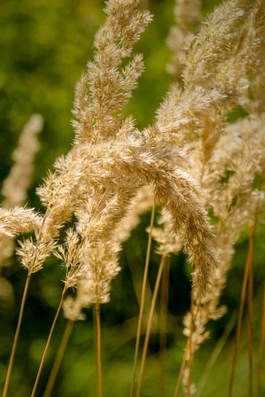 some white plants with long, brown grass