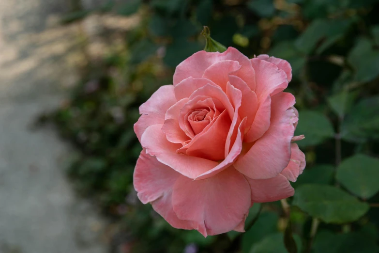 a rose with water drops hanging off the petals