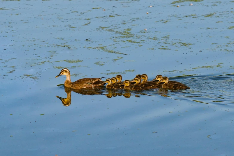 a flock of ducks standing on top of a lake