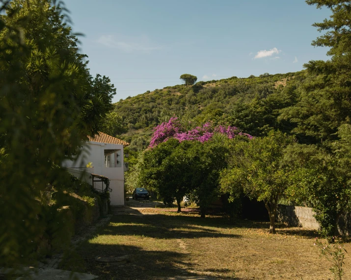 a road leads to a white building and pink flowered trees