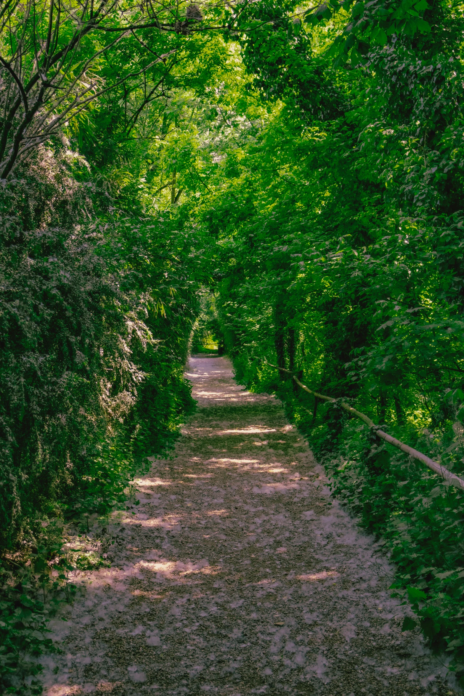 dirt pathway in a green grove of trees