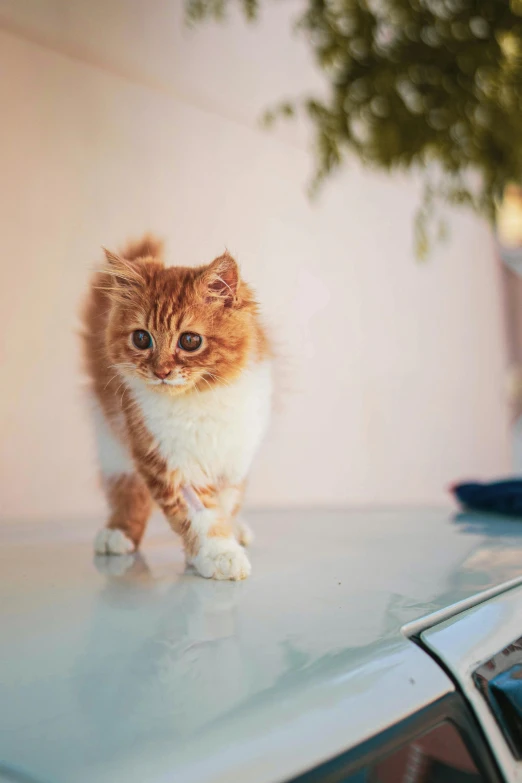 an orange and white kitten walking on the hood of a car