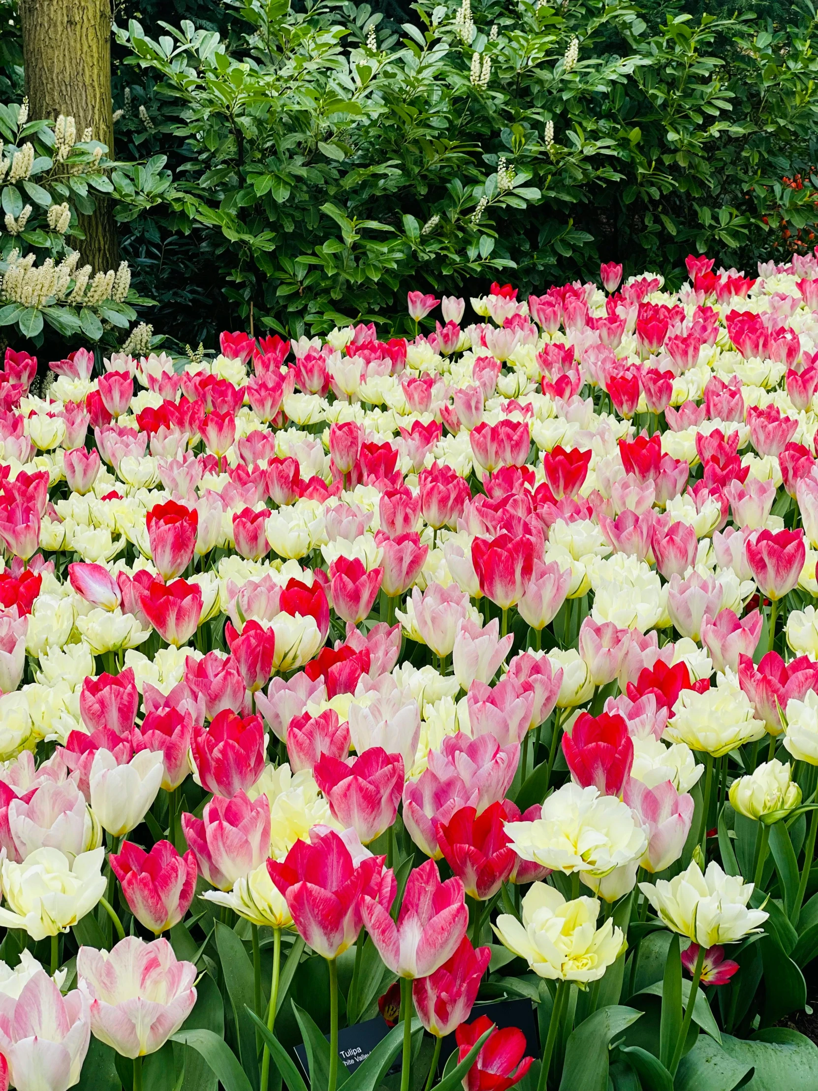 a field of many different colored flowers