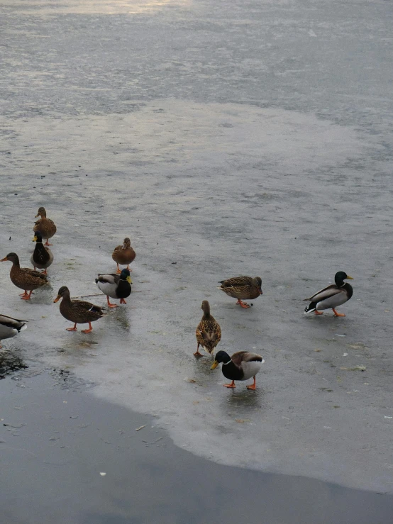 ducks and ducks standing in the middle of a lake