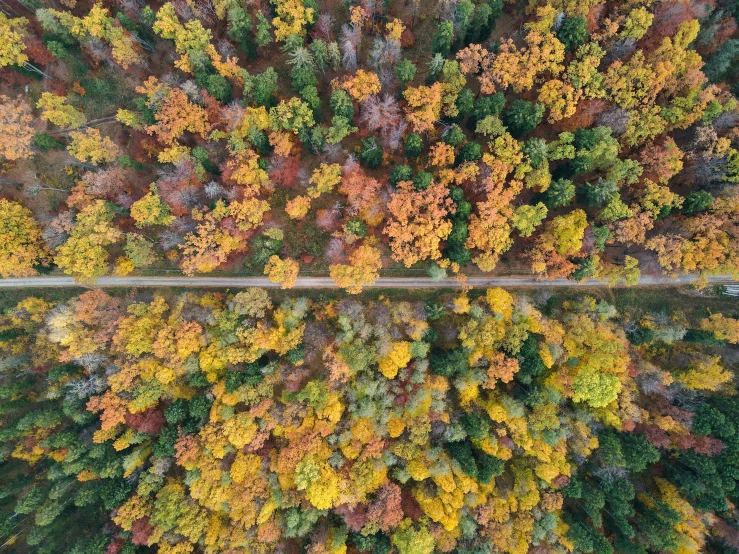 overhead view looking down at a highway lined with autumn trees