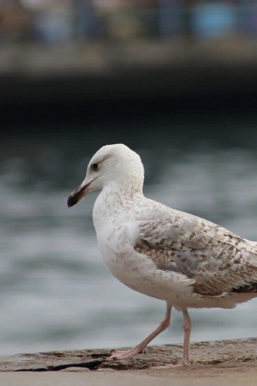 a white and gray bird standing on a beach next to a body of water