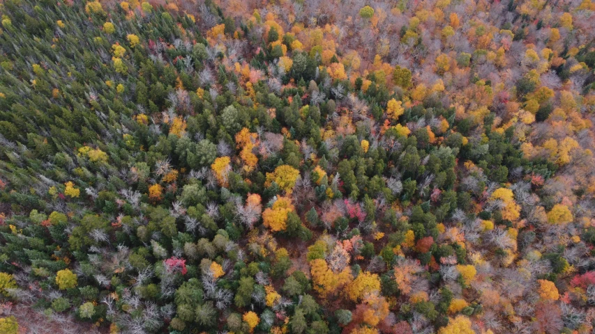 a large tree covered forest filled with fall foliage