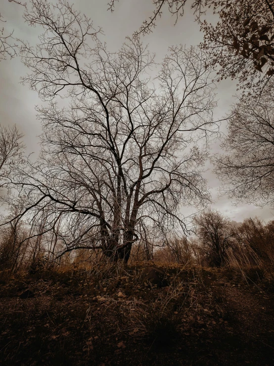 a tree without leaves on a hillside in the fog