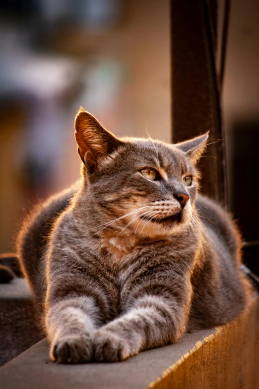 a cat is laying on a ledge with its paw in the air