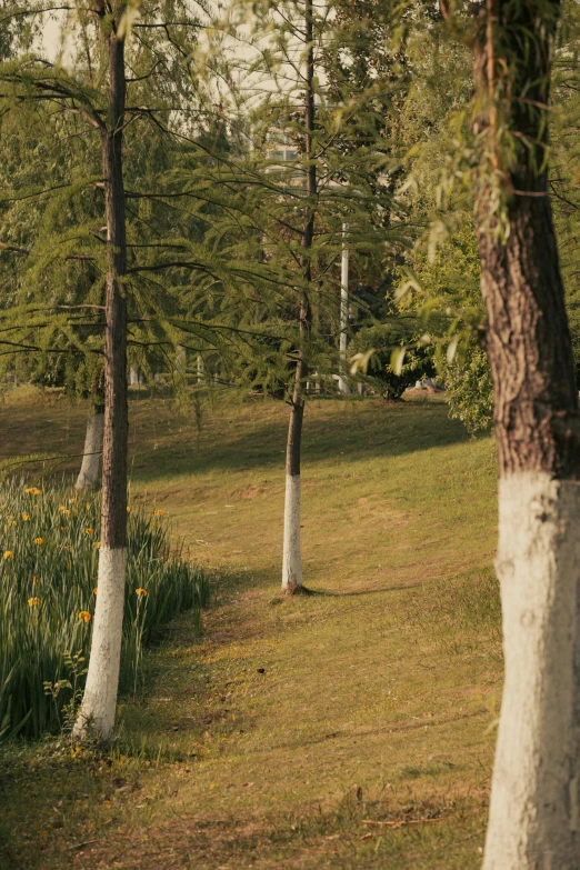 three trees with some white trunks and some brown grass