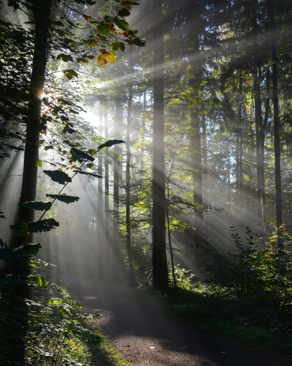 a path winds through the woods towards trees