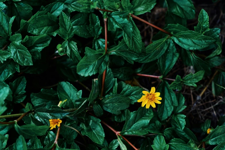 close up of a yellow flower surrounded by leaves