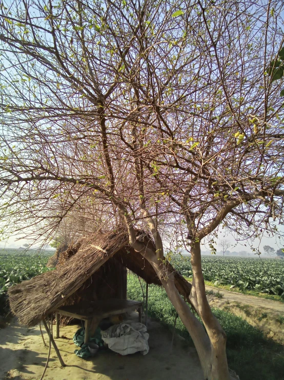 a hut sits under a leafless tree