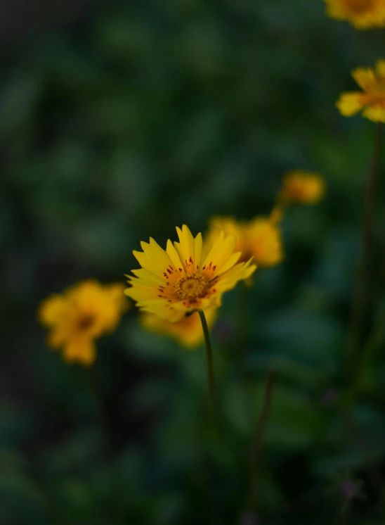 yellow flowers in bloom with green foliage behind them