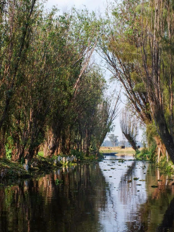 an idyllic river that has trees and grass growing around it