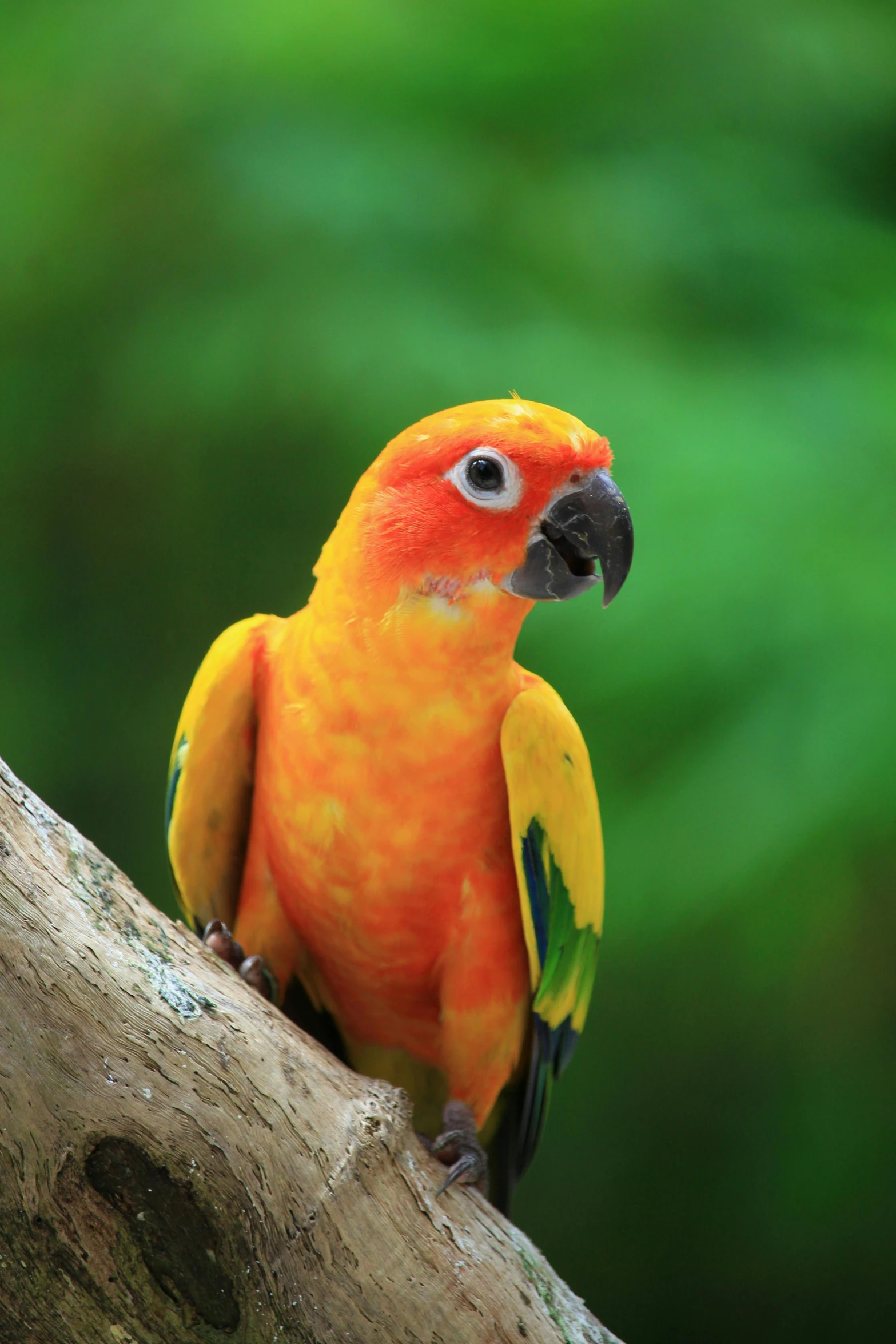 a colorful parrot perches on a tree nch