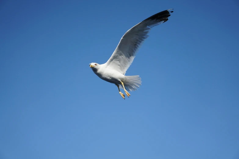 a white seagull flying through the blue sky