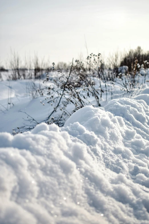 snow and bushes are covered with the sun