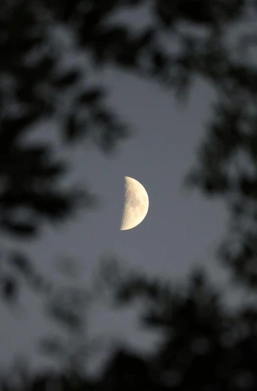 the moon and tree nches are lit at night