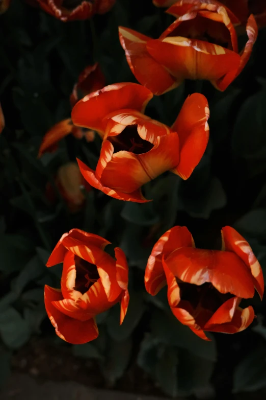 several red flowers that have long stems of orange