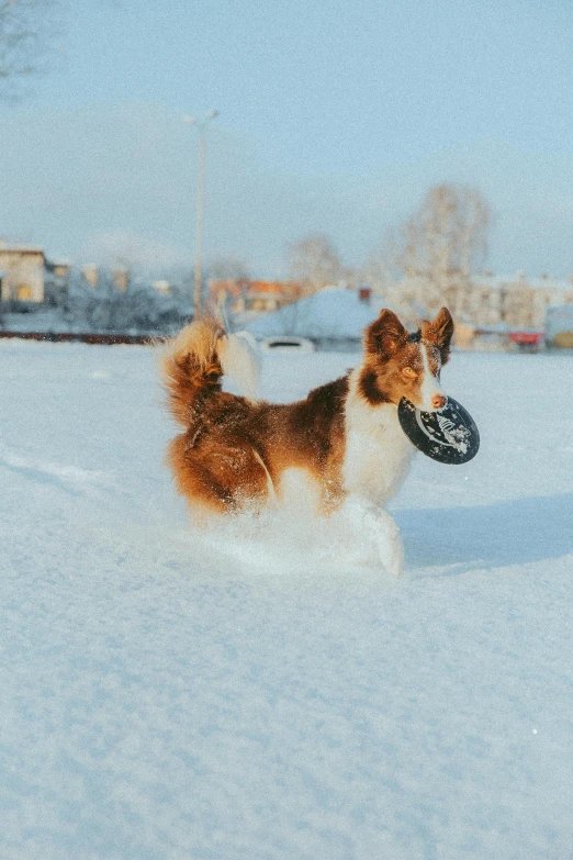 the small dog is playing with his frisbee in the snow