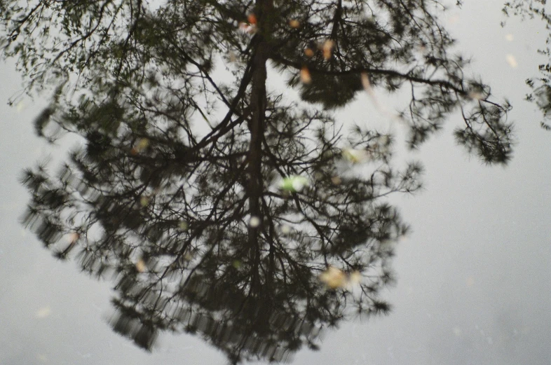 a reflection in water from a tree nch