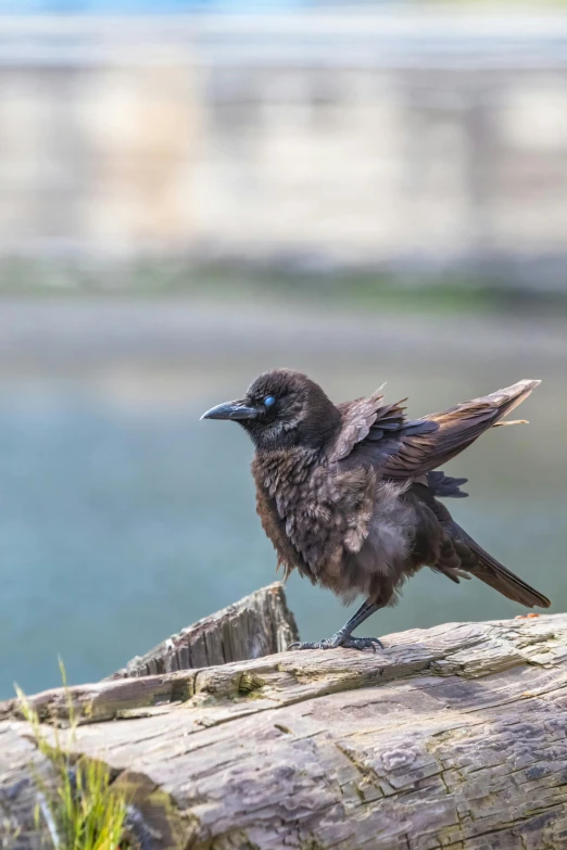 a small black and gray bird is on a log by water