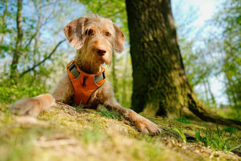 a brown dog in an orange vest sitting in the grass